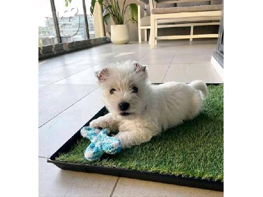 Kc κουτάβια εγγεγραμμένα West Highland Terrier